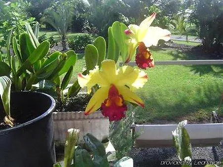 Aaron'S Cottage Hilo 2*,  United States