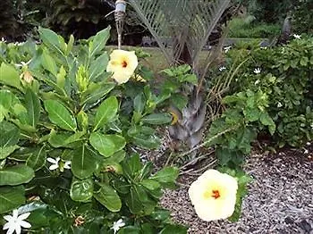 Bed & Breakfast Aaron'S Cottage Hilo